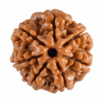Rudraksha Bead with LAB Certificate