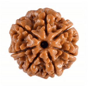 Rudraksha Bead with LAB Certificate